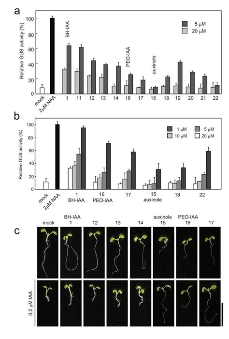 Effects Of Auxin Antagonists 11 22 On Auxin Responsive Dr5gus