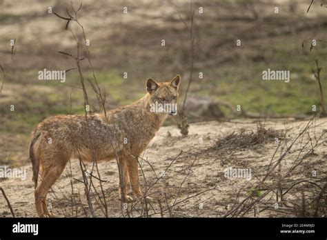 Golden Jackal Canis Aureus Stock Photo Alamy