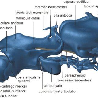 Three Dimensional Computer Reconstruction From Serial Histological