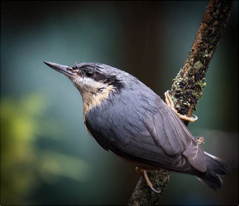 Nuthatch In The Rain Anthony France Flickr