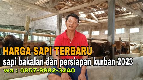 Update Harga Sapi Bakalan Terbaru Menjelang Idul Fitri Youtube