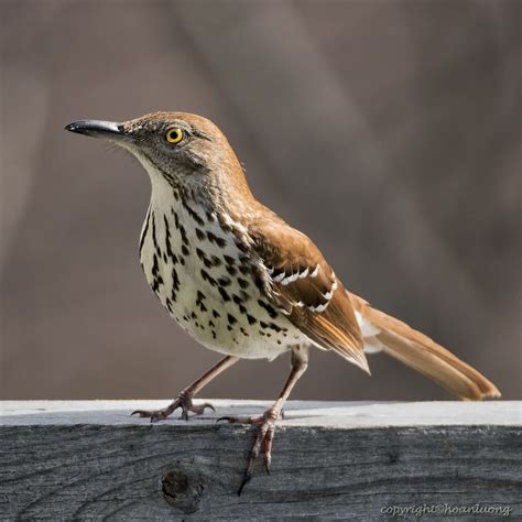 Flickrpuy3ped Brown Thrasher Moqueur Roux Images Taken