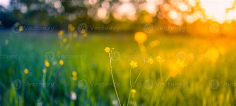 Abstract Soft Focus Sunset Field Landscape Of Yellow Flowers And Grass Meadow Warm Golden Hour