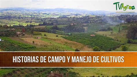 Cómo Manejar Las Plagas Y Enfermedades En Un Cultivo Tvagro Por Juan