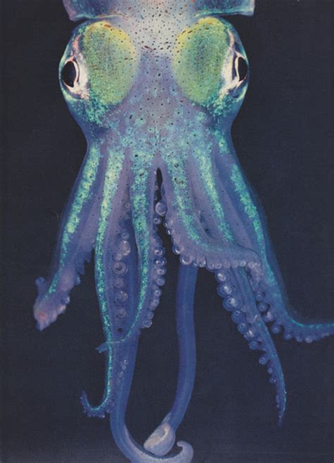 peltatum: squid