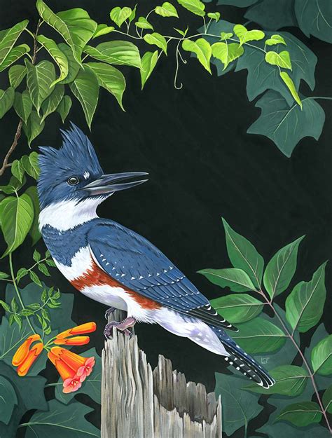 Belted Kingfisher The 2023 Aba Bird Of The Year American Birding