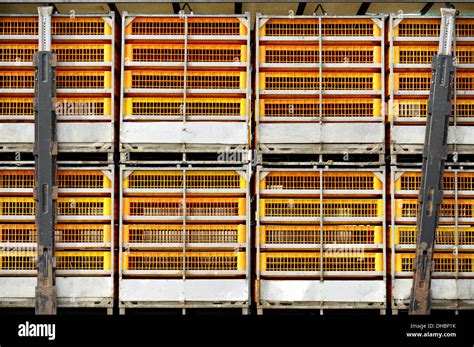 Empty Cages For Poultry Transport To Slaughterhouse Stock Photo Alamy