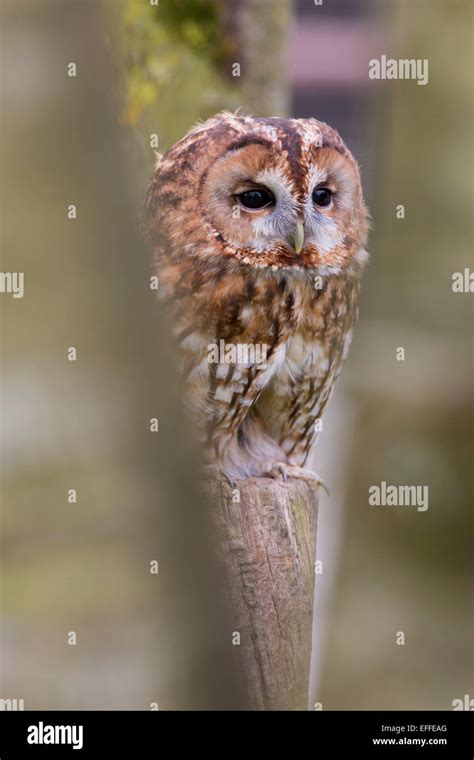 Tawny Owl Strix Aluco Single Captive Bird Uk Stock Photo Alamy