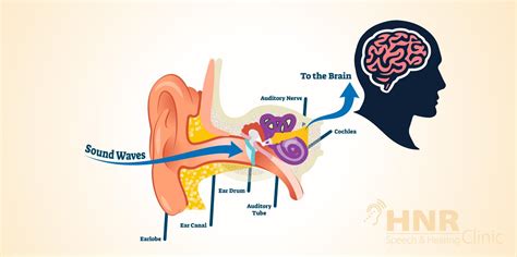 Auditory Nerve And Brain