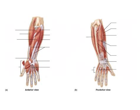 Muscles Of The Forearm Quiz