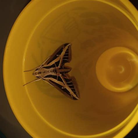 Banded Sphinx Eumorpha Fasciatus Sulzer 1776 Butterflies And Moths