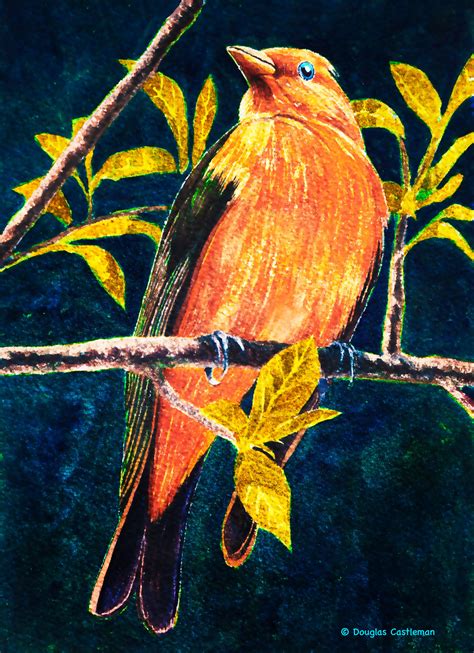 Scarlet Tanager by DouglasCastleman on DeviantArt