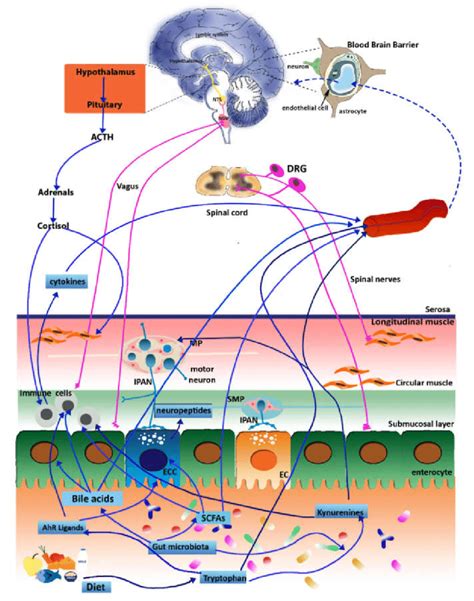 Schematic Representation Of The Microbiota Gut Brain Axis Signals From