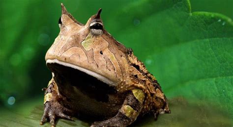 frog facts pictures habitat  types