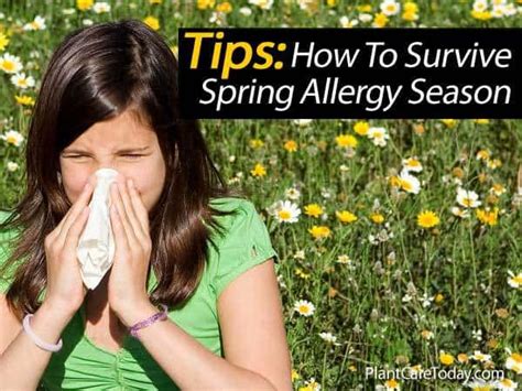 Tips On How To Survive Spring Allergy Season