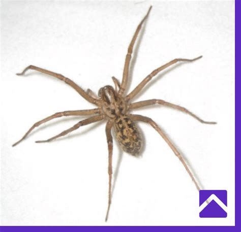 Spider Control In Boise Averse Pest Control