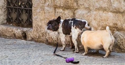 Truco Infalible Para Mantener A Los Perros Alejados De Tu Banqueta