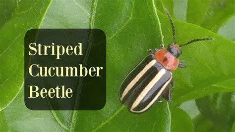 Striped Cucumber Beetle (a natural control) | BioLogic Company