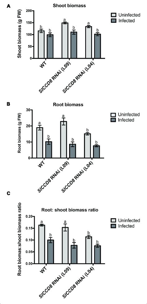 Shoot Biomass A Root Biomass B And Root Shoot Biomass Ratio C Download Scientific