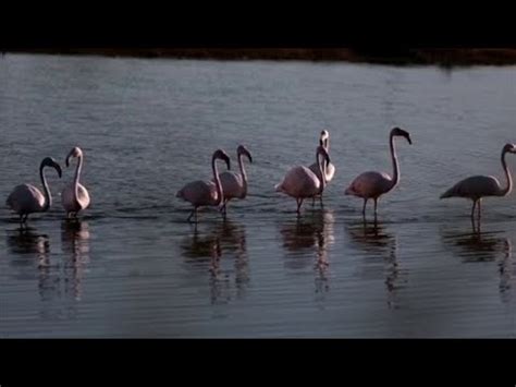 Lo Spettacolo Dei Fenicotteri Rosa A Ostia Oggi Una Giornata Di