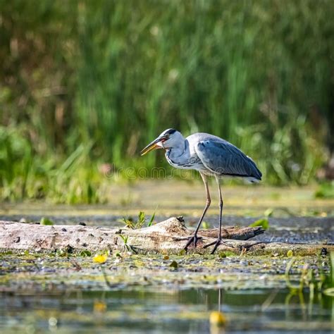 Gray Heron while Fishing in the River Stock Photo - Image of river ...