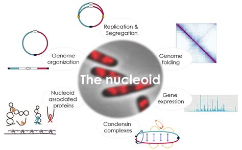 Page Equipe Boccard Institute For Integrative Biology Of The Cell