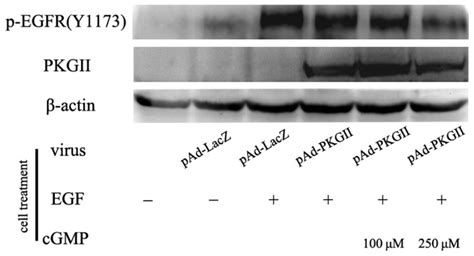 Pkg Ii Inhibits Egf Induced Y1173 Phosphorylation Of Egfr The Ags