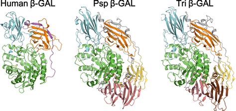 Crystal Structure Of Human β Galactosidase Journal Of Biological Chemistry