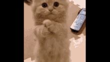 Kitten Paws Gif GIFs | Tenor