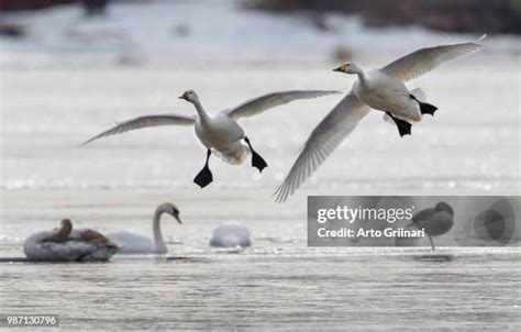 337 Swans Landing Stock Photos High Res Pictures And Images Getty