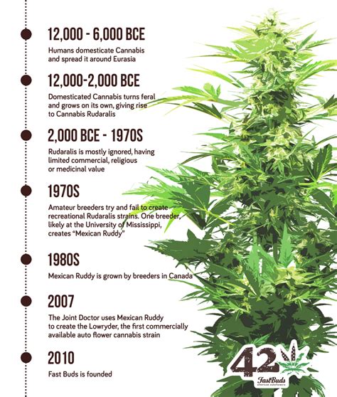 The History Of Autoflowering Cannabis Fast Buds