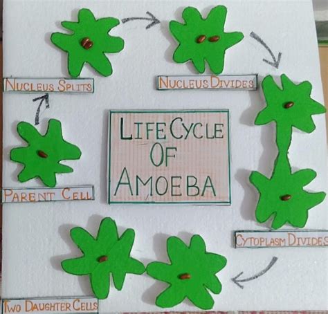 Amoeba Life Cycle A Fascinating Journey