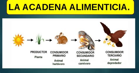 Esquema de cadena alimenticia Fotos Guía 2024