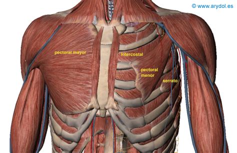 Anatomia Del Musculo Pectoral