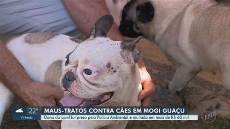 Justiça Concede Liberdade A Suspeito De Manter Cães Em Maus Tratos E Forçá Los A Cruzar Para