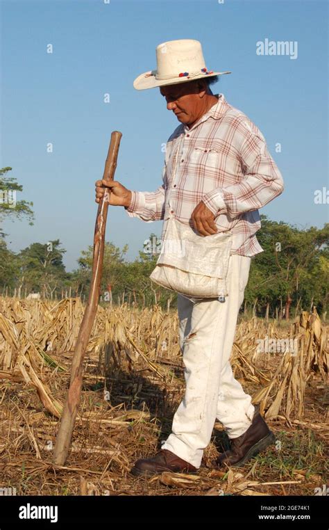 A Campesino Planting Corn Stock Photo Alamy