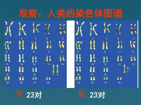 八年级生物 人类染色体与性别决定课件 济南版 Word文档在线阅读与下载 无忧文档