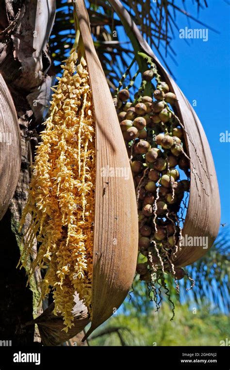 Palm Tree Flowers And Fruits Minas Gerais Brazil Stock Photo Alamy