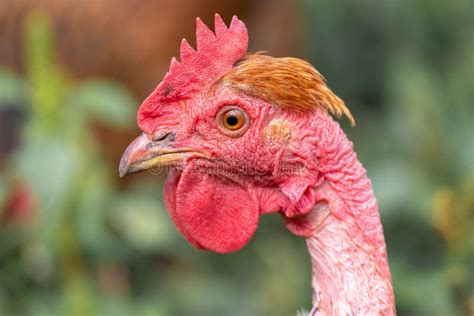 Closeup Naked Neck Rooster Farm Yard Stock Photos Free Royalty Free