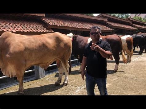 Ekslusif Lembu Benggolo Farm Semua Sapi Monster Koleksi Terbarunya