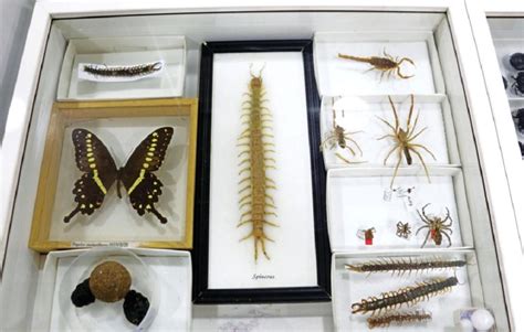 Museum Displays Insect Species