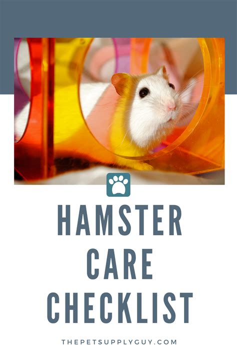 What Do Hamsters Need In Their Cage The Pet Supply Guy Hamster