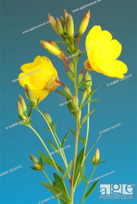 Common Evening Primrose Evening Star Oenothera Biennis Stock Photo