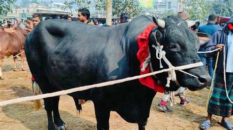 ৫ থেকে ৭ মন ওজনের রাজাবাবুর দাম কত চাচ্ছে রাজা বাবুর মালিক এবং মাংস কি