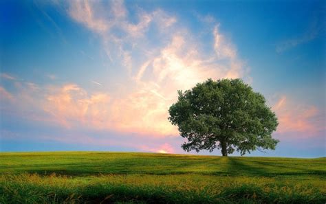 Tree and Sky Wallpapers - Top Free Tree and Sky Backgrounds ...