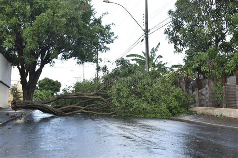 Árbol Que Cayó Después De Una Tormenta En La Zona Urbana Tronco De