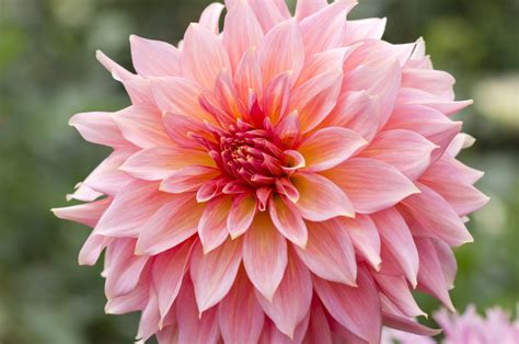 Dinner Plate Dahlias 101: How to Grow and Care for Them