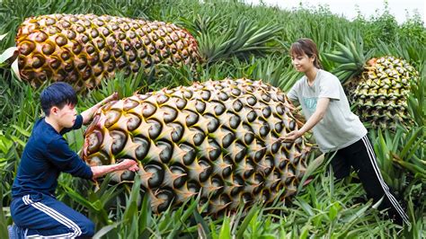 How To WOMEN DISABLED BOY Harvesting Giant PINEAPPLE Goes To The