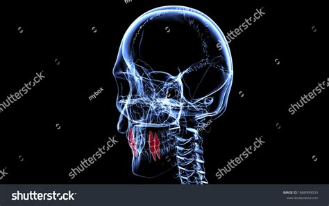 Human Teeth Premolars Anatomy 3d Illustration Stock Illustration 1888999003