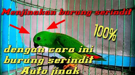 Cara Menjinakan Burung Serindit Cukup Pakai Cara Ini YouTube